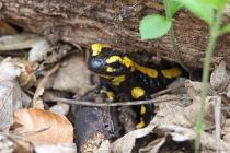 Feuersalamander